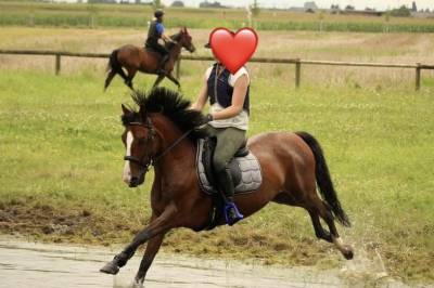 Ruin Bekend ras Te koop 2013 Donker bruin / bai