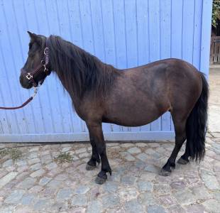 Merrie Shetland Te koop 2015 Zwart