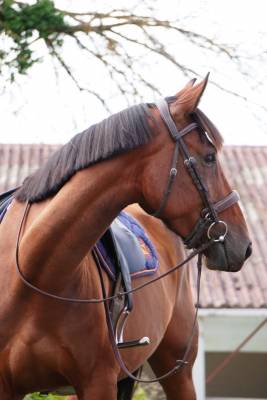 Jument - Selle Fran&ccedil;ais - 4 ans - CSO - Hunter - France