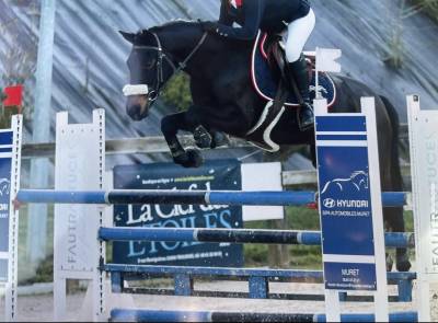 Ruin Franse rijpony PFS Te koop 2017 Donker bruin / bai ,  WILLOWAY ALL GOLD