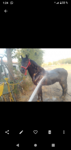 Caballo pre 