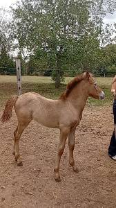 Stallion camargue for sale 2026 grey