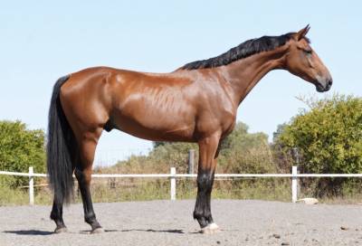 Kwpn 3yo | 1.68 m | toto jr. x painted black