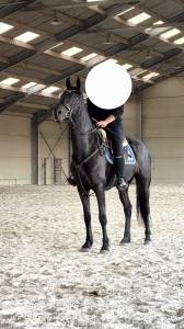 Hongre frison