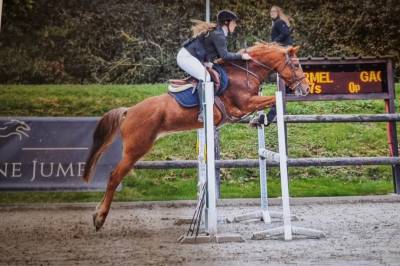 Merrie new forest te koop 2016 vos ,  balentino de la treille