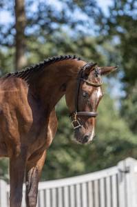 Lief en eerlijk  springpaard 