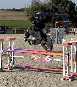 Gelding Holsteiner For sale 2015 Grey