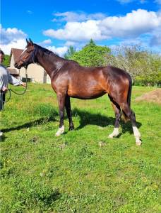 Jument haute lignee dressage 4ans
