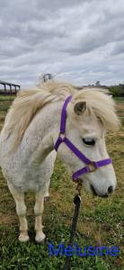 Broodmare No Origin Recorded For sale 2013 Grey