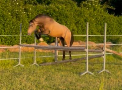 Entire French Saddle Pony For sale 2024 Buckskin