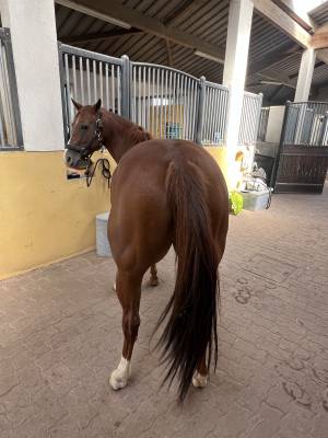 Cavalla quarter horse in vendita 2020 sauro brulé