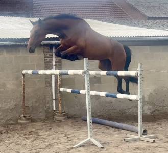 Super jument 3 ans, +-1m70, bwp
