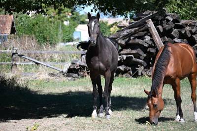 Caballo castrado silla francés en venta 2021 bayo moreno por dominator 2000 z (bel) z 2010