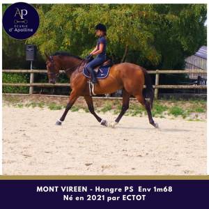 Hongre 5 ans env 1m68 top mental