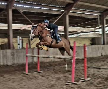 Cheval professeur 