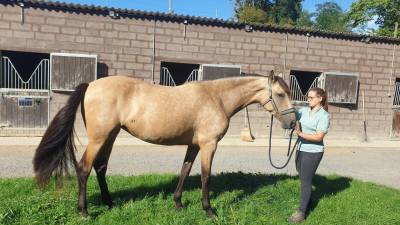 Pouliche pre 3 ans debourree