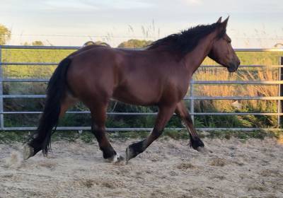 Jument crois&eacute;e cob normand trait belge de 3 ans