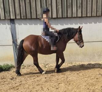 Jument crois&eacute;e cob normand trait belge de 3 ans
