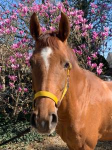 Top gun - 7 ans - belgian warmblood - dressage