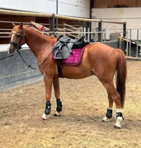 Magnifique Poney de sport 