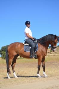Caballo de deporte