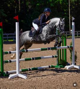 Talented & Competitive Sport Pony