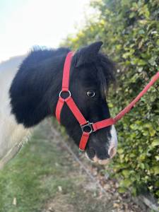 Shetland hongre pie 