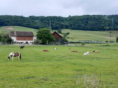 pension en écurie active sur pâture