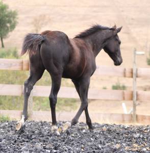 Poulain paint horse pp
