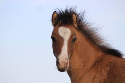 Veulen (ml) welsh cob  te koop 2026 isabel