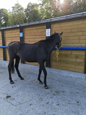 Jeune cheval a vendre