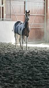 Puledra  di 4 anni 