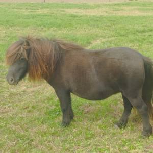 Jument shetland avec pédigrée 