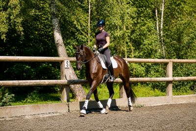 Caballo castrado Caballo de Deporte Alem&aacute;n En venta 2021 Negro
