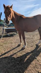 Gelding No Origin Recorded For sale 2020 Chesnut