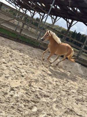 Filly Haflinger For sale 2024 Silver dapple