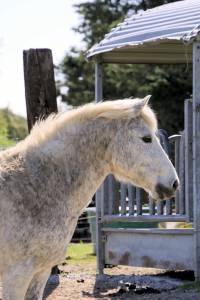 Mare No Origin Recorded For sale 2007 Grey
