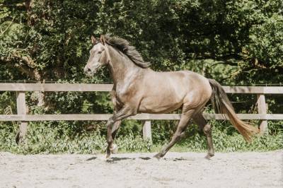 Castrone KWPN Cavallo da Sport Neerlandese In vendita 2022 Grigio