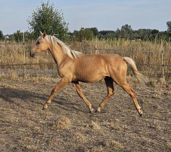 Filly Selle Fran&ccedil;ais For sale 2025 Palomino