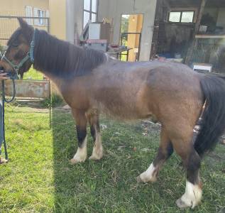 Regalo | double pony | castrone 25 anni