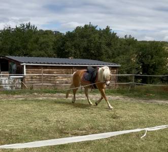 Mare Haflinger Part-Livery 2011 Silver dapple