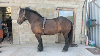 A vendre, trait auxois