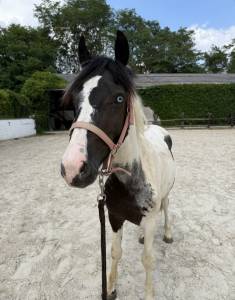 Poulain de 2ans 