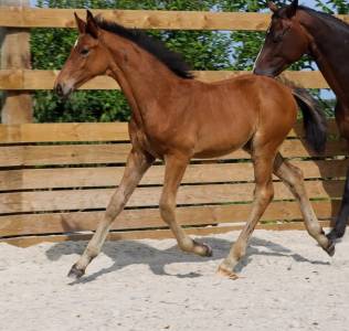 Foal urianto vd dries / stedinger