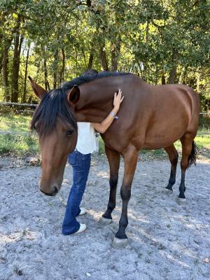 Mare french trotter for sale 2021 bay