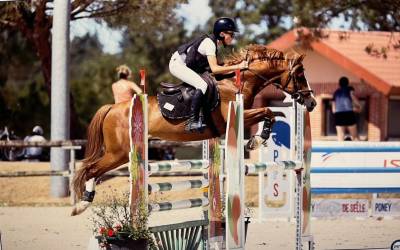Caballo castrado pfs poni françés de silla en venta 2015 alazán