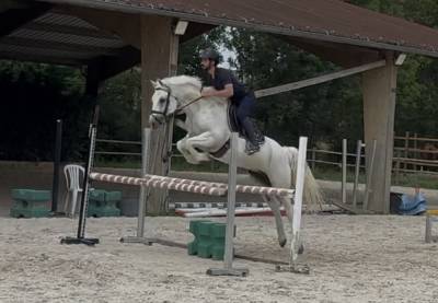 Gelding Connemara For loan 2019 White