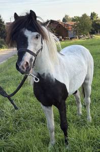 Etalon mini cheval américain pp