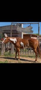 CAVALLA PAINT HORSE 2021