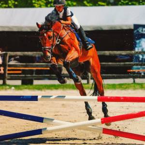 Hongre de 20 ans – cheval polyvalent et expérimenté